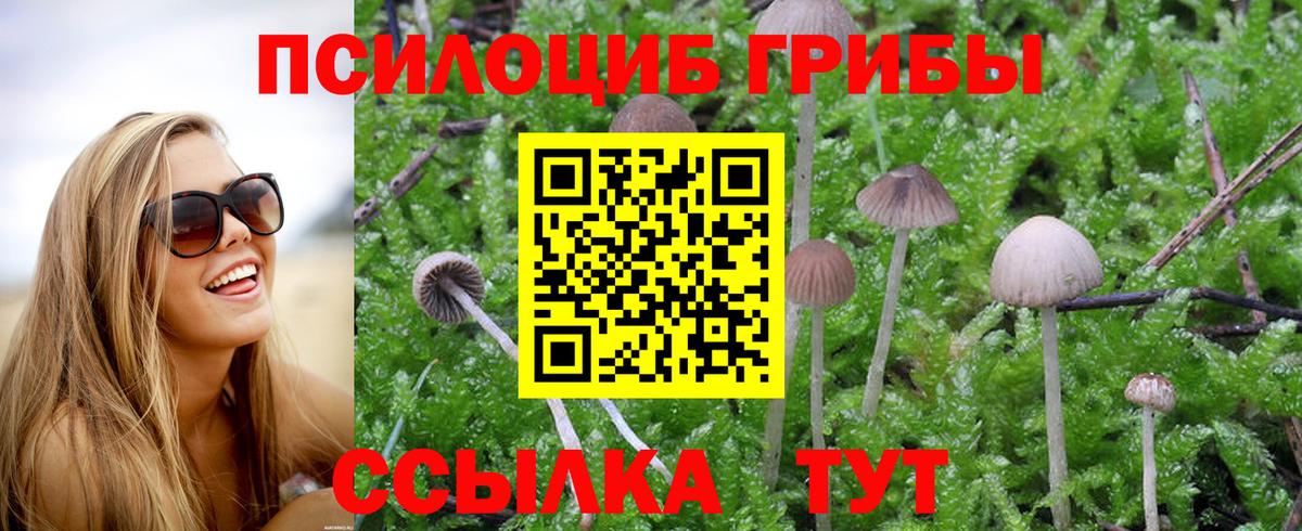 Псилоцибиновые грибы Psilocybine cubensis  что такое   Саянск  Вход с VPN 
